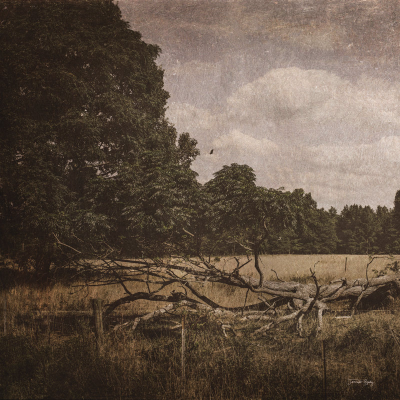 Wilderness par Jennifer Rigsby, H 36 po x l 36 po, Impression sur papier blanc sans passe-partout