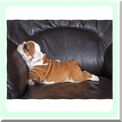 Bulldog Bliss Flannel Throw Blanket - Super Soft, Warm, and Plush - Perfect for Bed, Couch, or Sofa - Adorable English Bulldog Puppy Design - 60x80 Inch Gift Idea
