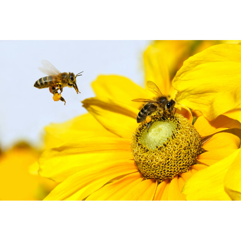 Bee In Flight by Mirek Kijewski - Wrapped Canvas Print, 30cm H x 46cm W x 3.8cm D