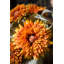 Traverses artificielles du tournesol-272193322