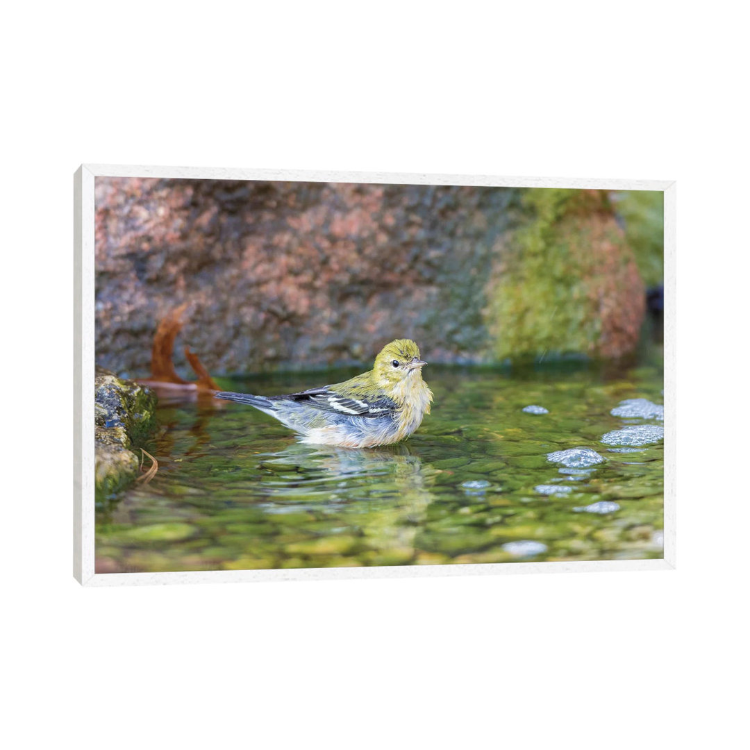 Bay-breasted Warbler (Setophaga Castanea) Taking A Bath, Marion County, Illinois von Richard & Susan Day - Gallery-Wrapp...