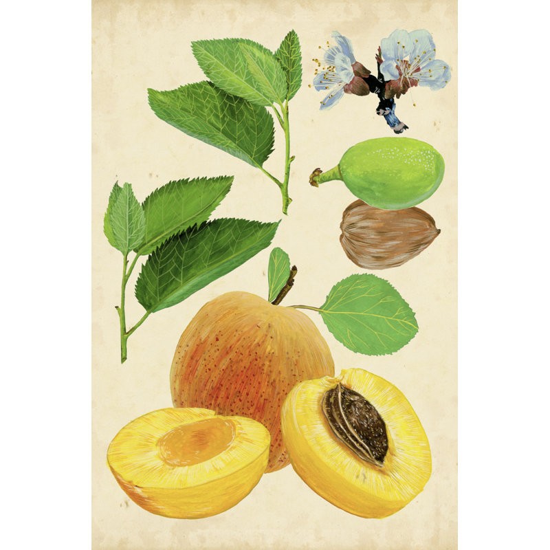 Apricot Study I - Graphic Art, Wrapped Canvas, 30cm H x 20cm W