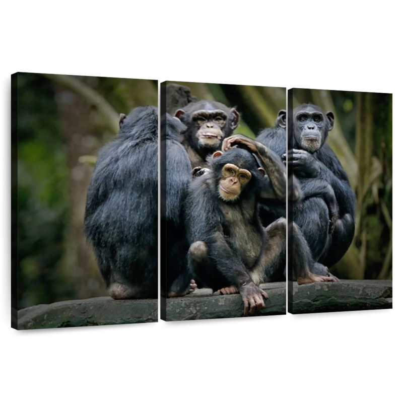 Chimpanzés et bonobos, H 20 po x l 33 po