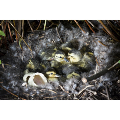 Crowded Cozy Nest of Ducklings by Lissart