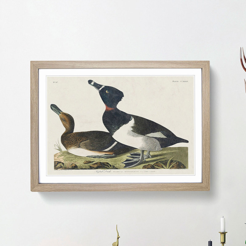 Ring-Necked Ducks by John Audubon - Picture Frame Painting Print, 27cm H x 36cm W x 2cm D, Oak Framed