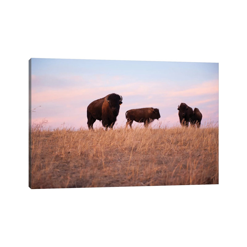 Four Bison Roam On A Ranch Near Valentine, Nebraska by Joel Sartore - Gallery-Wrapped Canvas Giclée on Canvas, Wrapped Canvas