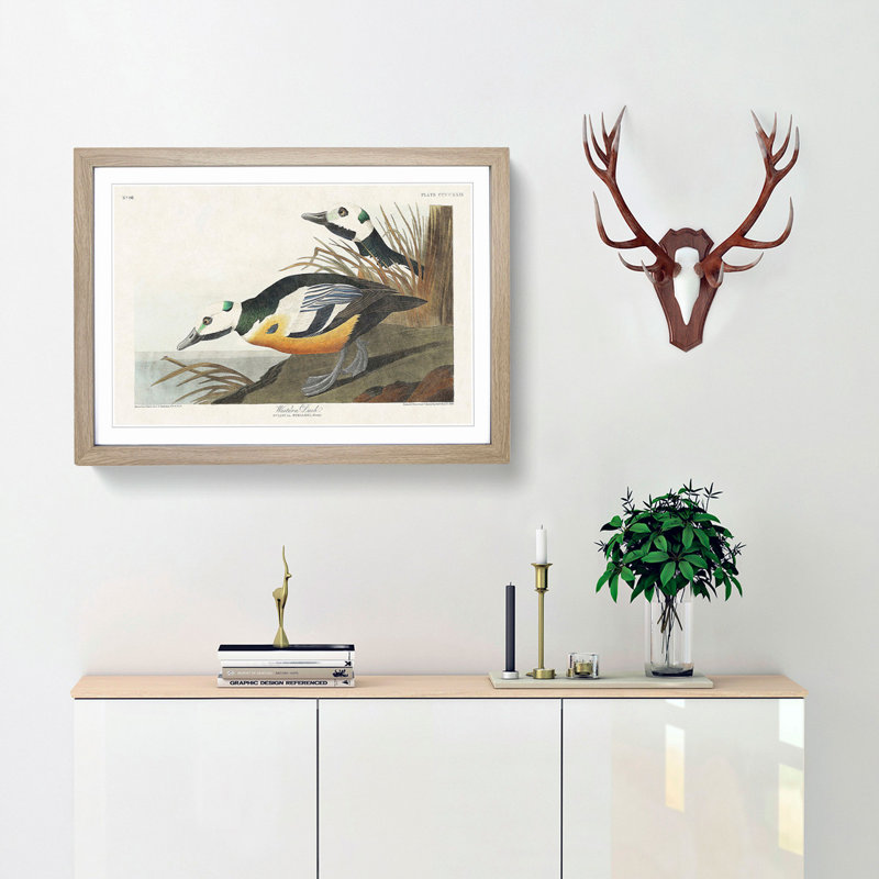 Western Ducks by John James Audubon - Framed Print, 27cm H x 36cm W x 2cm D, Oak Framed