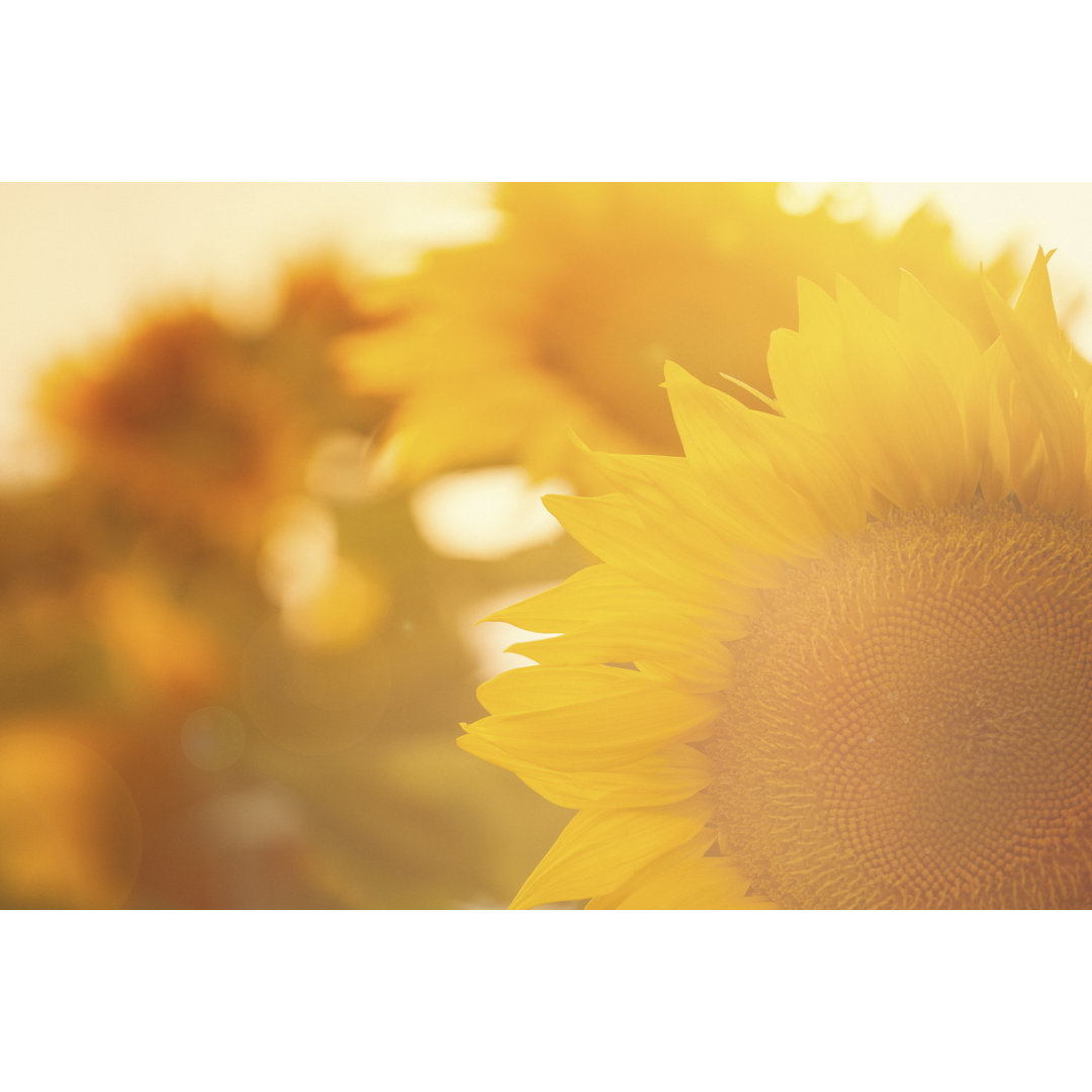 Leinwandbild Sunflower Plants In The Field von Danchooalex