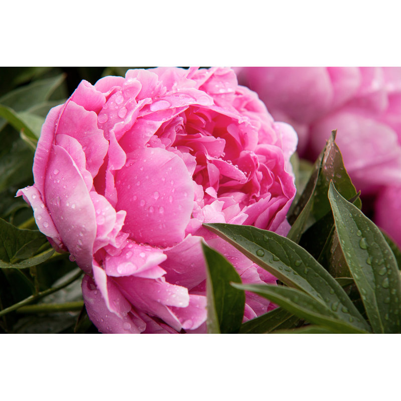 Cheboygan Cheboygan Pink Peony - Wrapped Canvas Print, 30cm H x 46cm W x 3.8cm D