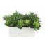 Agave et Echeveria en pot de fibres