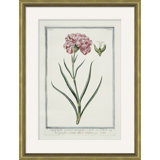 Hortus Romanus 1772-1793 23 Giclee Print by Soicher Marin Archives