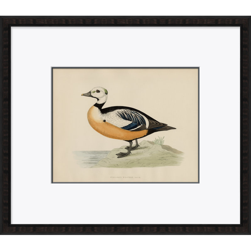 «Duck Series: Steller's Western» par Paul Cezanne - Cadre photo, impression sur papier