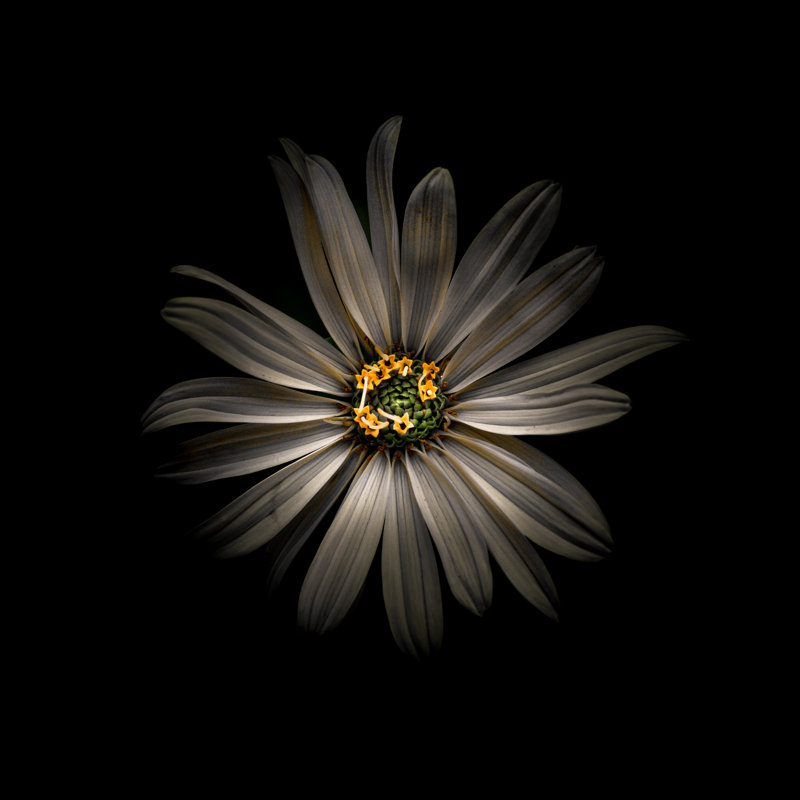 White Daisy VI by Brian Carson - Wrapped Canvas Print, 30cm H x 30cm W