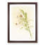 Magnolia Flowers Illustration Tab. 82 by Frederick Sander - Picture Frame Painting Print-55760291-55760293
