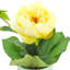 Pivoine dans un vase en céramique
