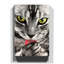 Tabby Licking Paw Photographic - Wrapped Canvas-19042211