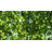Outsunny  Crop Cage, Plant Protection Tent with Zippered Doors for Vegetable Garden, Backyard-98259758-98259760