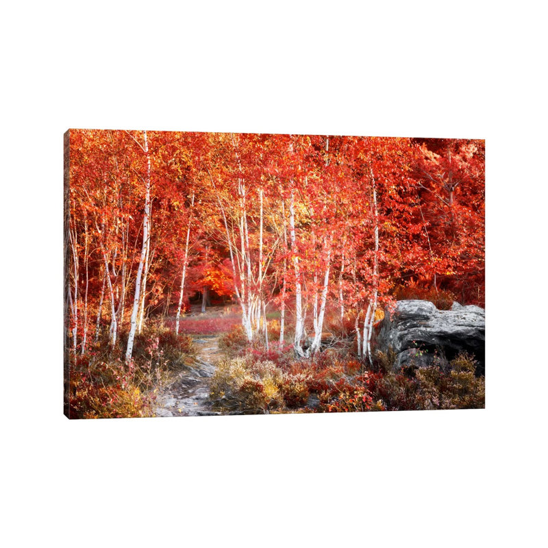 Birches Garden by Philippe Sainte-Laudy - Print on Canvas, Wrapped Canvas, 20.32 cm H x 30.48 cm W