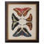 Display Of Butterflies II Print