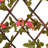 Chaena Lattice Panel-1490977578