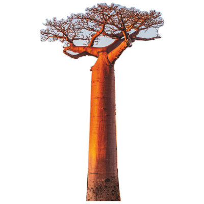Avenue Of The Baobabs Tree Famous Trees Cardboard Cutout Standee Standup