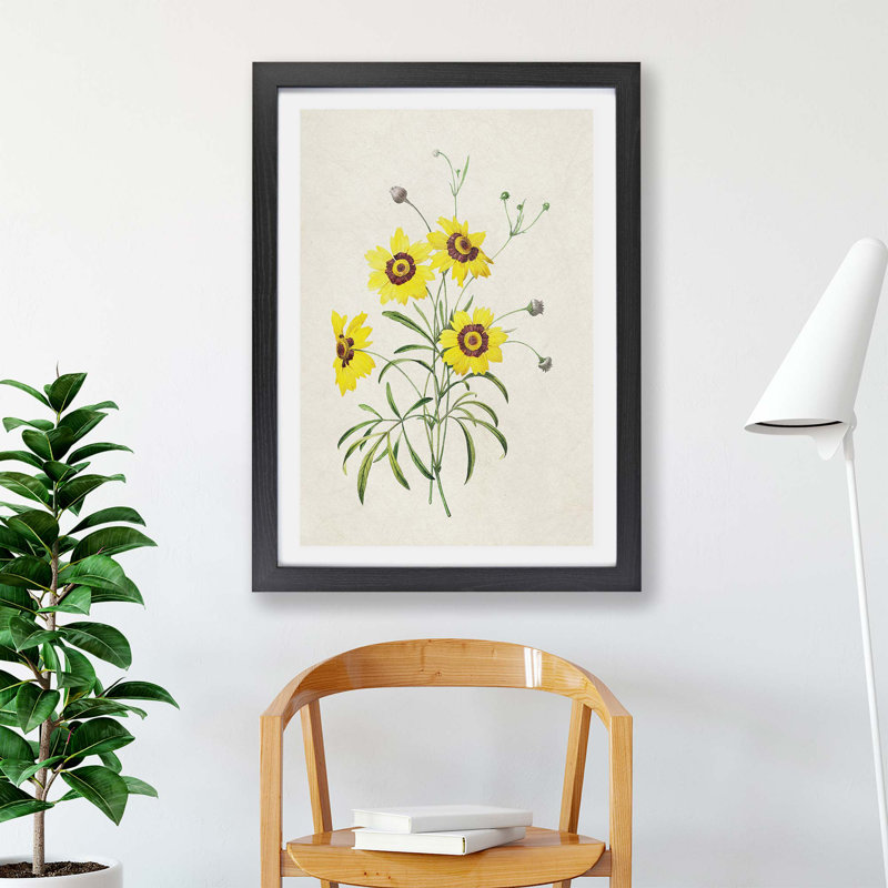Yellow Tickseed Flowers by Pierre-Joseph Redoute - Single Picture Frame Print, 24cm H x 33cm W x 2cm D, Black