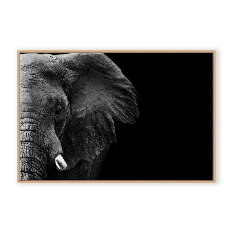 Nature Inspired Elephant by  - Picture Frame Photograph on Paper, 24" H x 36" W x 1.125" D, Framed Matted Print, Black
