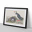 Puffin Birds by John Audubon - Picture Frame Painting Print-55616691-55616689