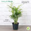 Live Parlor Palm Plant Set
