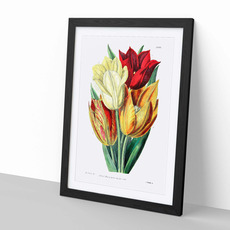 Rough-Stemmed Tulips - Picture Frame Graphic Art Print, Black, 76cm H x 50cm W x 2cm D