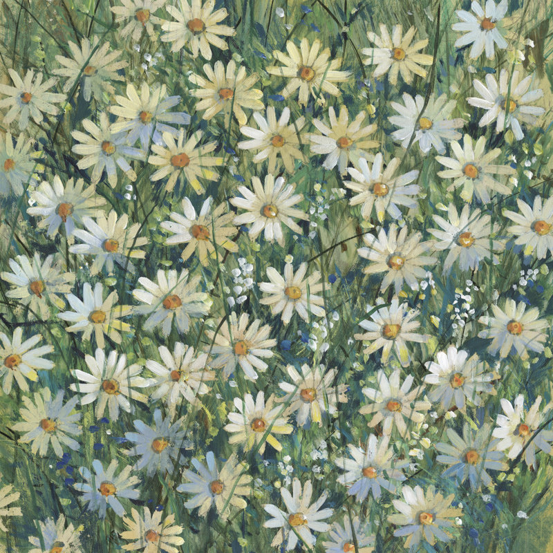 A Field Of Daisies II by Tim OToole - Wrapped Canvas Print, 30 cm H x 30 cm W