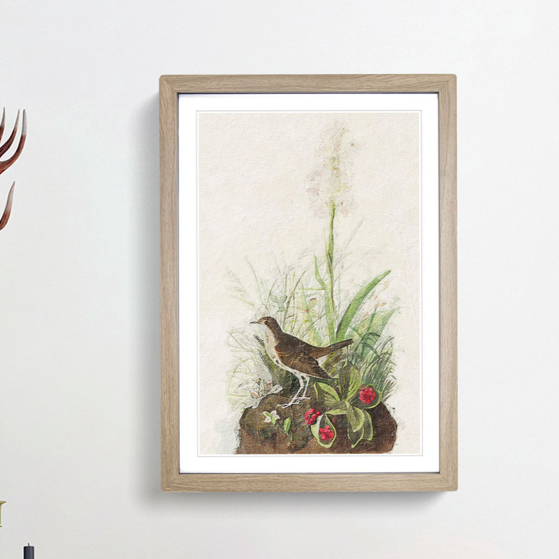 Tawny Thrush by John James Audubon - Picture Frame Painting Print, 48cm H x 36cm W x 2cm D, Oak Framed