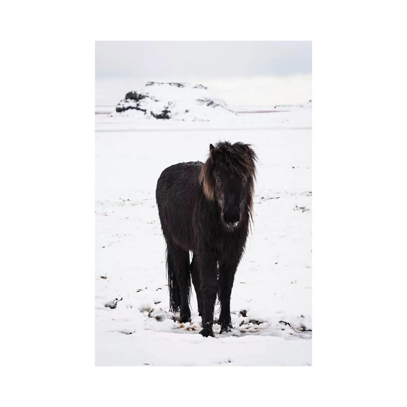 Icelandic Pony In Winter Snow by James Vodicka - Wrapped Canvas Gallery-Wrapped Canvas Giclée, 30.48cm H x 20.32cm W