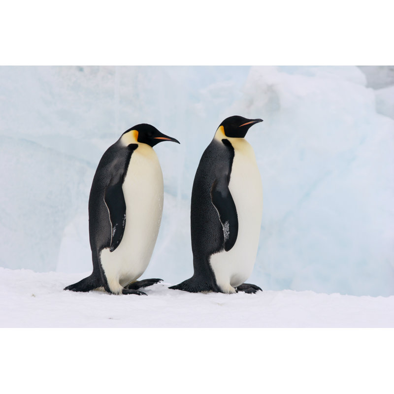 Emperor Penguin Pair by Flammulated - Wrapped Canvas Print, 81cm H x 122cm W x 3.8cm D
