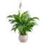 Costa Farms Indoor Peace Lily Spathiphyllum House Plant in 10-inch Weave Basket