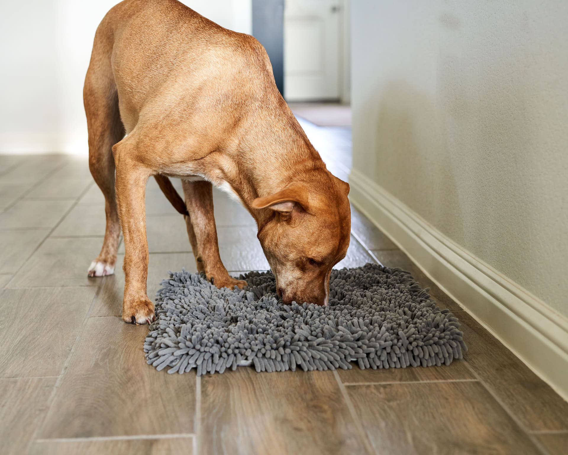 Dog Snuffle Mats: The Best Options for Slow Feeding, Enrichment, and More