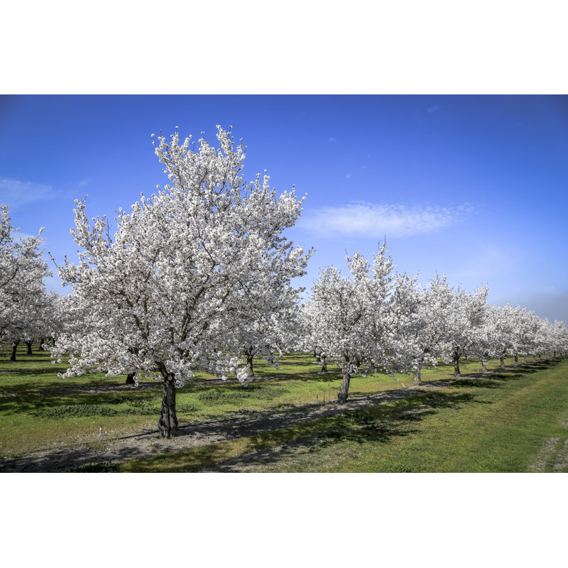 Almond Orchard Spring par Bigwest1, H 24 po x l 36 po