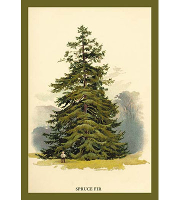 « épicéa sapin tree » par w.h.j. boot, reproduction d’art