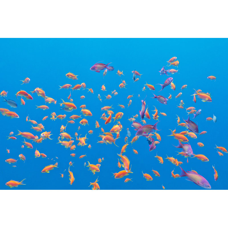 Shoal Of Exotic Fishes by Mychadre77 - Wrapped Canvas Print, 30cm H x 46cm W x 3.8cm D