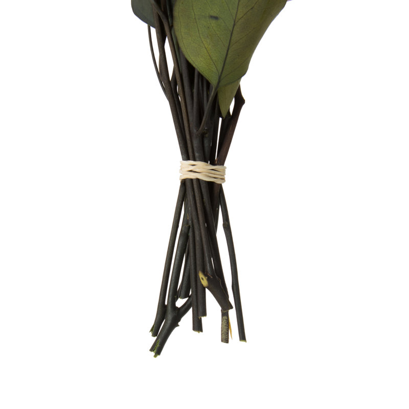 0.25'' Plant