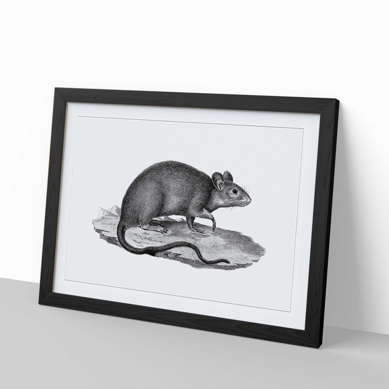 Rat Illustration - Picture Frame Drawing Print, 27cm H x 36cm W x 2cm D, Black Framed