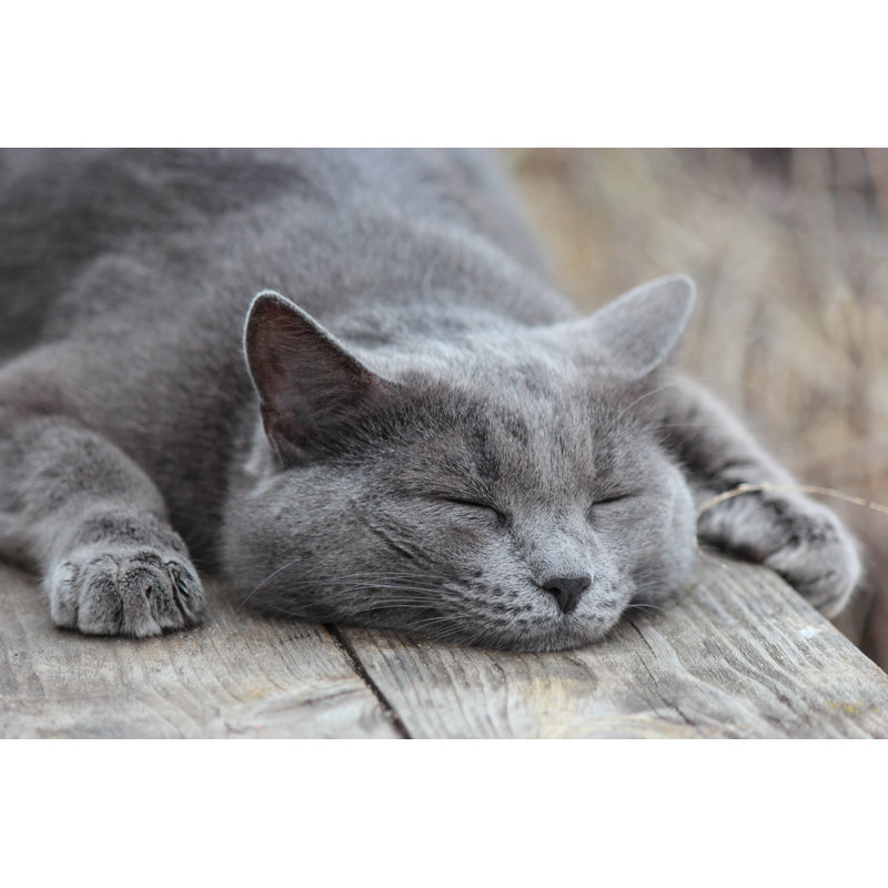 Chat gris - photographie sur toile tendue, H 32 po x l 48 po