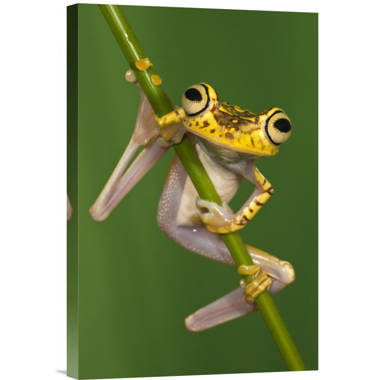 Frog with mustache and fish glasses by Artinspired