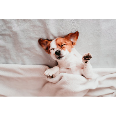 " Dog Sleeping "