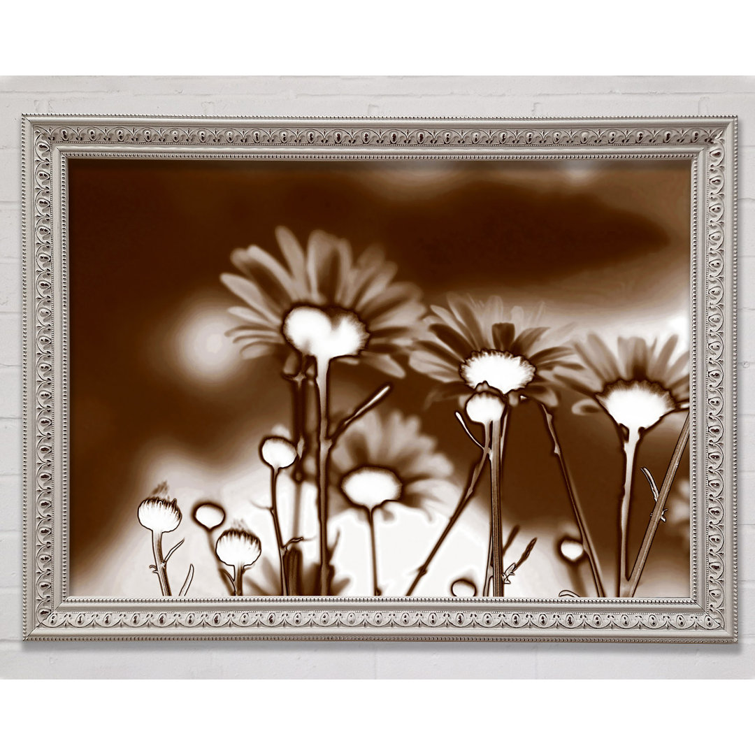 X-Ray Daisys Brown - Druck