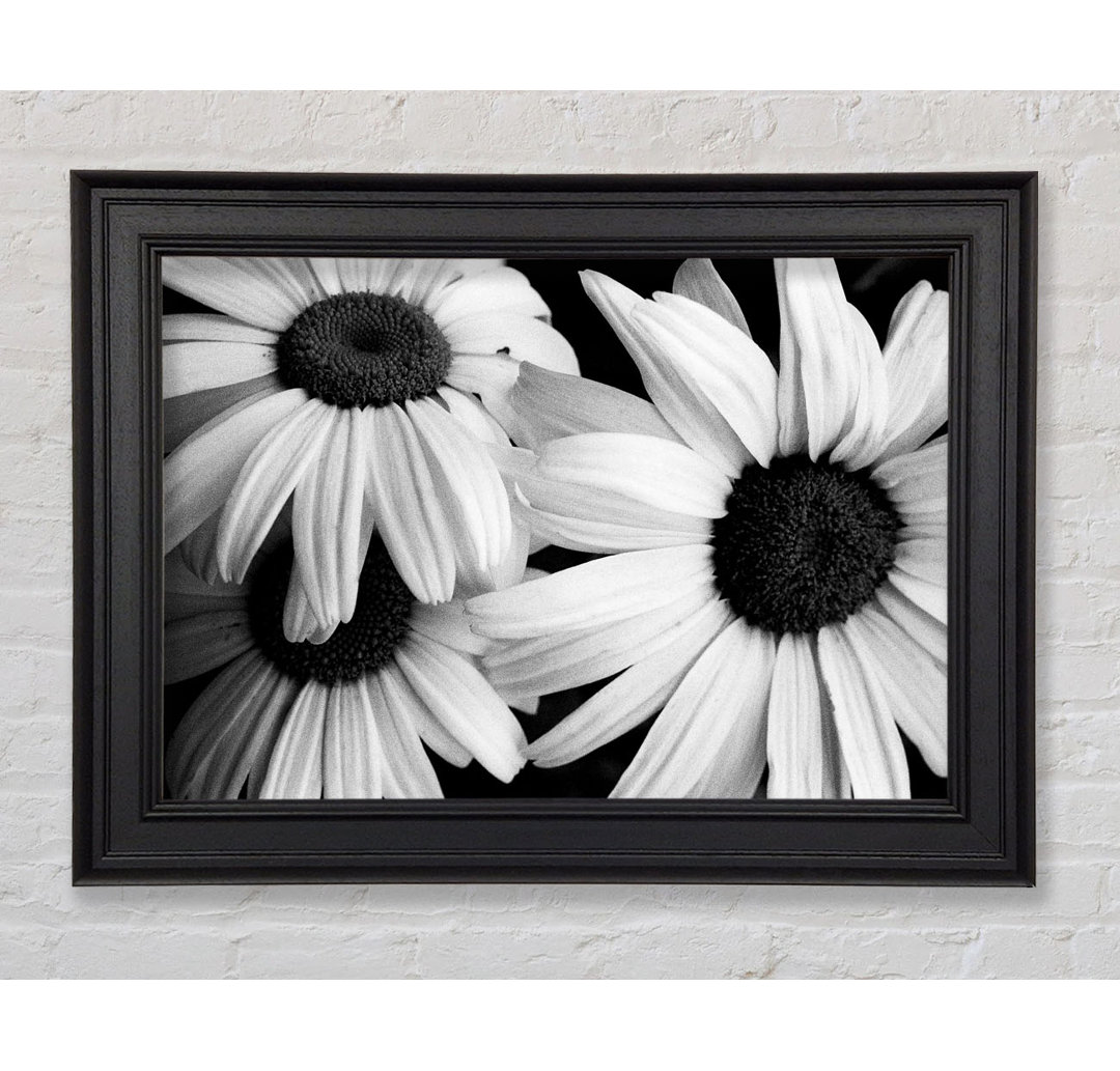 Daisy Petal Beauty B And W - Einzelner Bilderrahmen Kunstdrucke