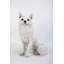 Figurine de renard assis-120612155
