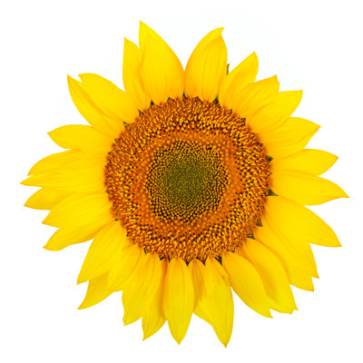 Sunflower Close-up Isolated On White by Serg_Velusceac - Wrapped Canvas Print