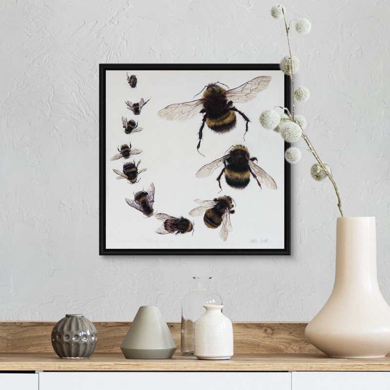 Bombus, 2015 - reproduction d'art, Cadre flottant noir, H 14 po x l 14 po x P 1,75 po