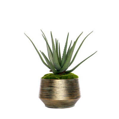 1 Plant